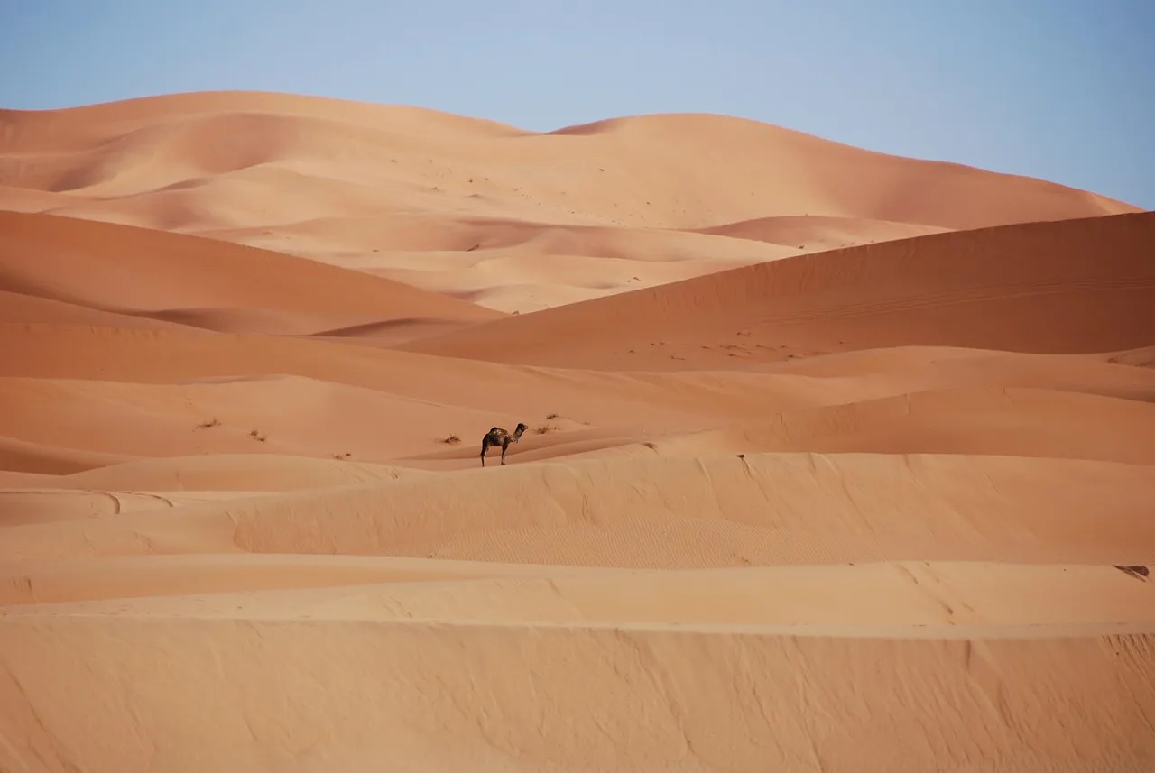 Sanddünen und ein einzelnes Kamel in der marokkanischen Wüste